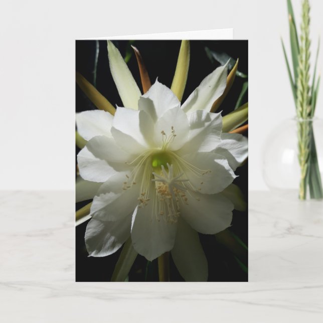 Cactus Bloom Card Kort (Framsida)