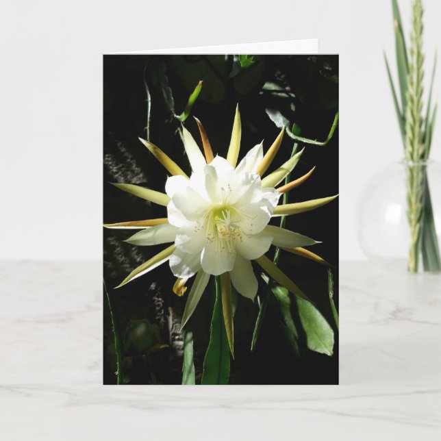 Cactus Bloom Card Kort (Framsida)