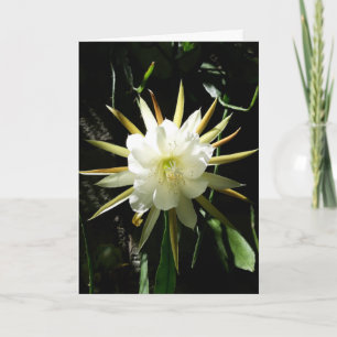 Cactus Bloom Card Kort