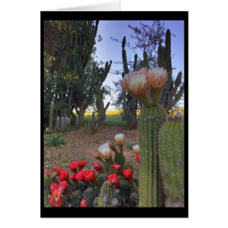 Cactus Bloom Hälsningskort