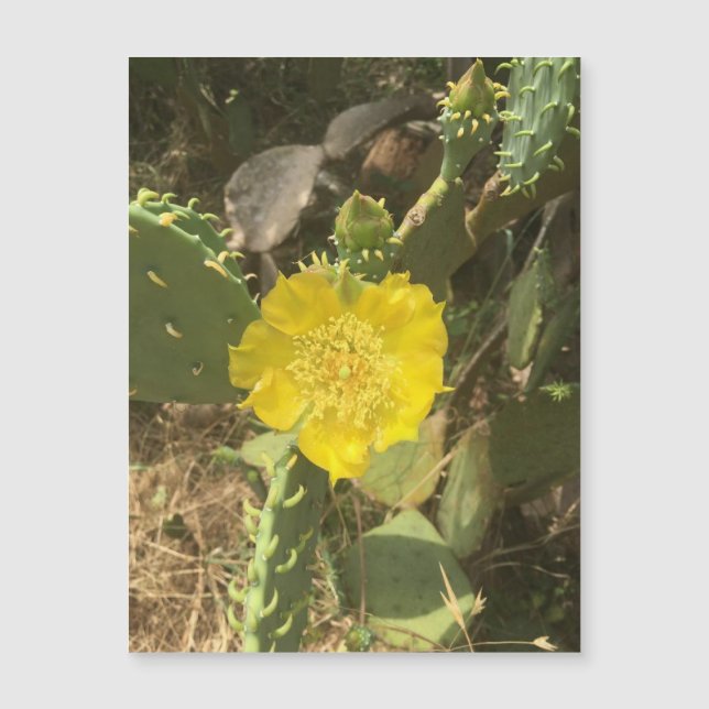 Cactus Bloom Magnet (Framsida)