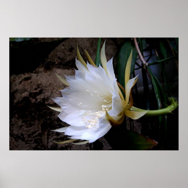 Cactus Bloom Poster (Framsidan)