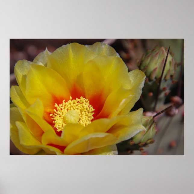 cactus bloom poster (Framsidan)