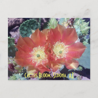 Cactus Bloom, Sedona, AZ Vykort