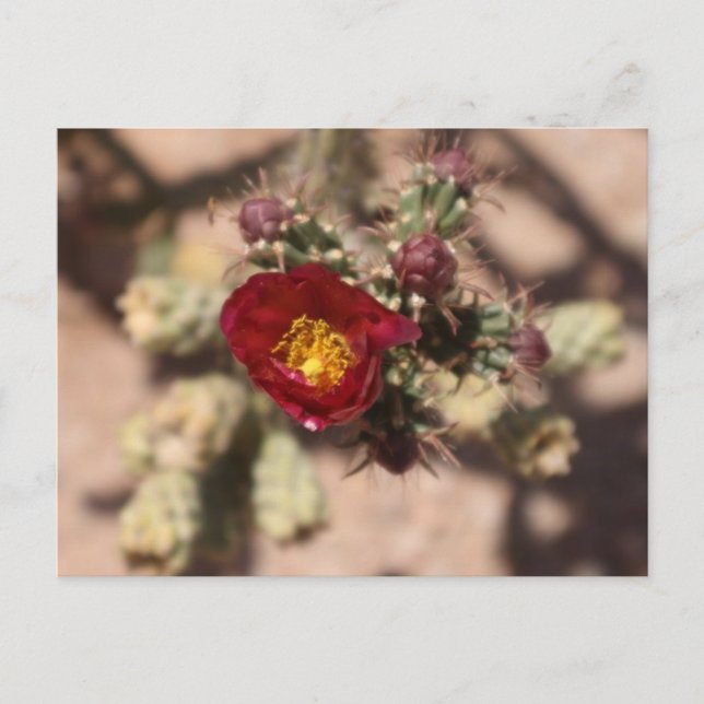 Cactus Bloom Vykort (Framsida)