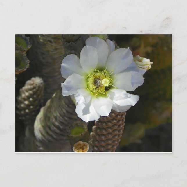 Cactus Bloom Vykort (Framsida)