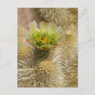 Cactus Bloom Vykort