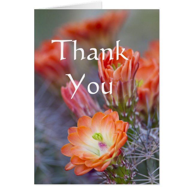 Cactus blooms i Orange Tack för ditt kort (Framsidan)