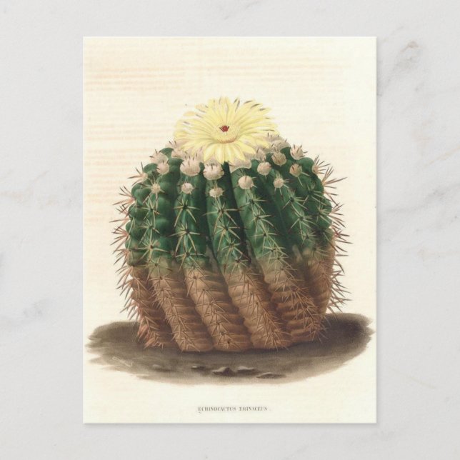 Cactus Botanical Illustration från 1841 Vykort (Framsida)