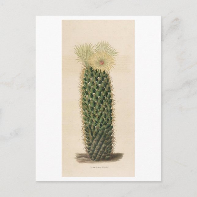 Cactus Botanical Illustration från 1841 Vykort (Framsida)