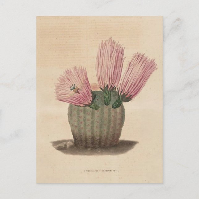 Cactus Botanical Illustration från 1841 Vykort (Framsida)