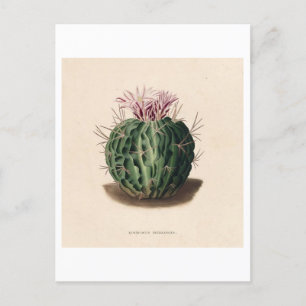 Cactus Botanical Illustration från 1841 Vykort
