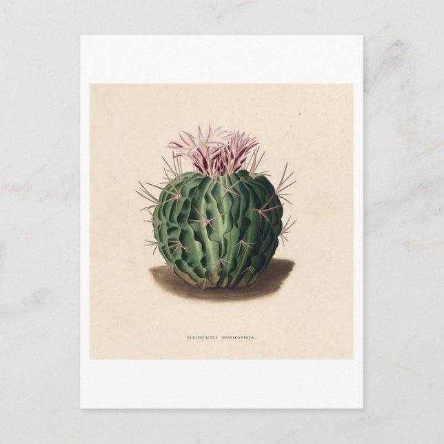 Cactus Botanical Illustration från 1841 Vykort (Framsida)
