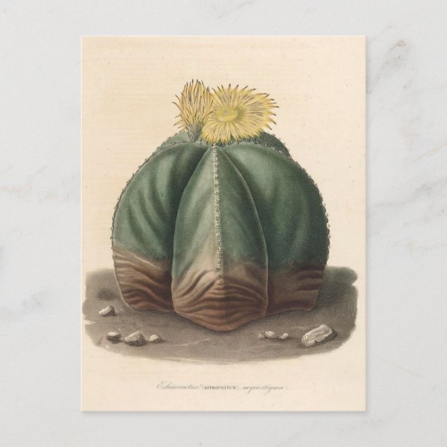 Cactus Botanical Illustration från 1841 Vykort (Framsida)
