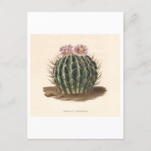 Cactus Botanical Illustration från 1841 Vykort