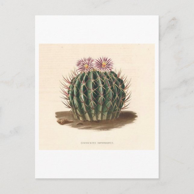 Cactus Botanical Illustration från 1841 Vykort (Framsida)