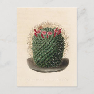 Cactus Botanical Illustration från 1841 Vykort