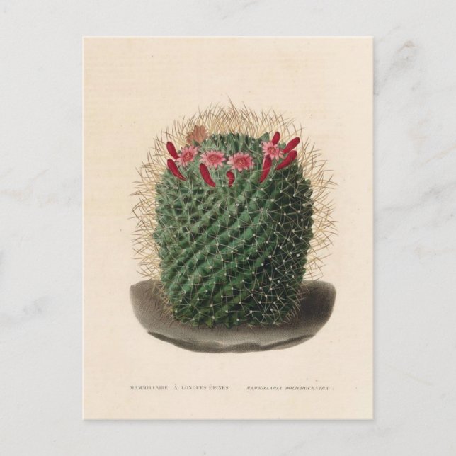 Cactus Botanical Illustration från 1841 Vykort (Framsida)