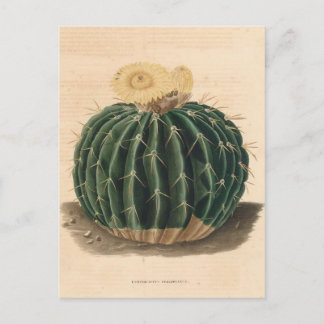 Cactus Botanical Illustration från 1841 Vykort