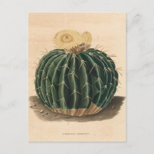 Cactus Botanical Illustration från 1841 Vykort (Framsida)