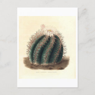 Cactus Botanical Illustration från 1841 Vykort