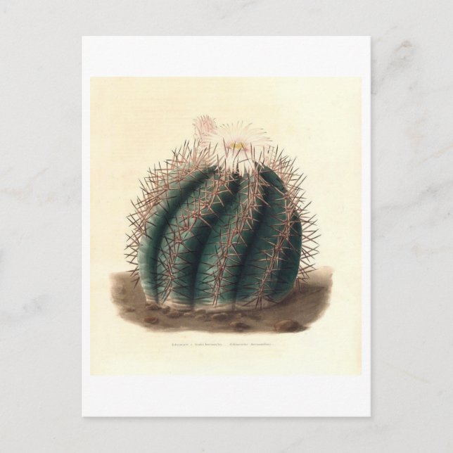 Cactus Botanical Illustration från 1841 Vykort (Framsida)