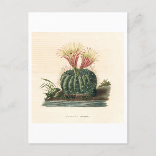 Cactus Botanical Illustration från 1841 Vykort