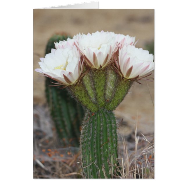 cactus bouquet hälsningskort (Framsidan)
