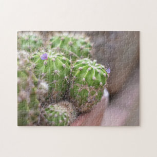 Cactus Cacti Flower Nature Photography Garden Pussel