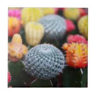 Cactus, Cacti, Flowers, Rines, Thorns, Succulents Kakelplatta