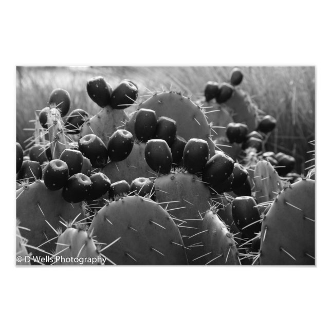 Cactus candy fototryck (Framsidan)