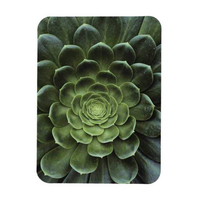 Cactus centrum magnet (Vertikal)