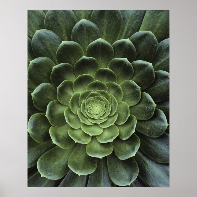 Cactus centrum poster (Framsidan)