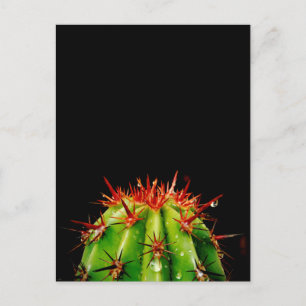 Cactus Ceramic Vykort