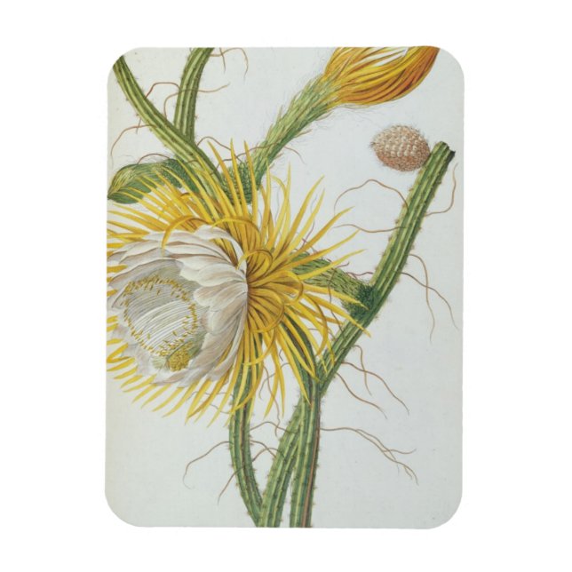 Cactus: Cereus, from Trews 'Plantae Selectae' 175 Magnet (Vertikal)