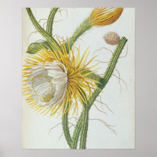 Cactus: Cereus, from Trews 'Plantae Selectae' 175 Poster