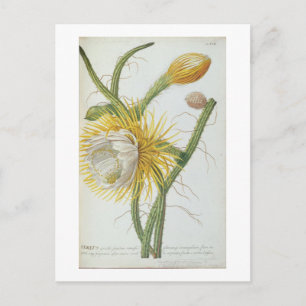 Cactus: Cereus, from Trews 'Plantae Selectae' 175 Vykort