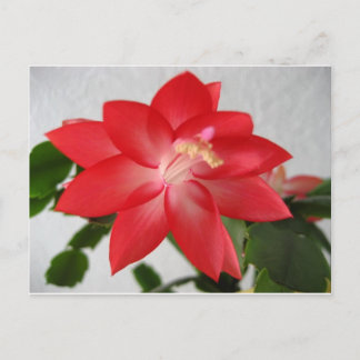 cactus,christmas cactus helg vykort