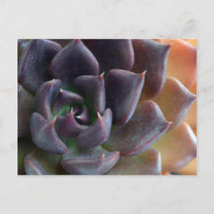 Cactus Close Up Vykort