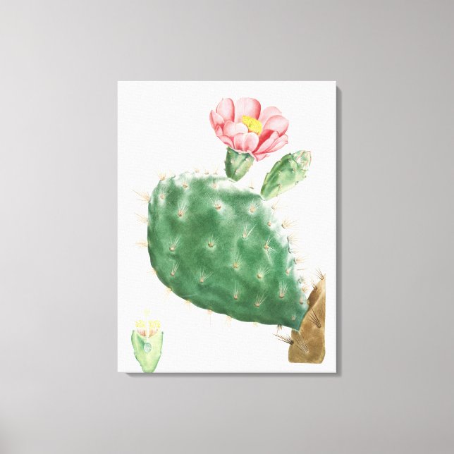Cactus Cochenillifer, Antik Illustration, 1799  Canvastryck (Framsida)