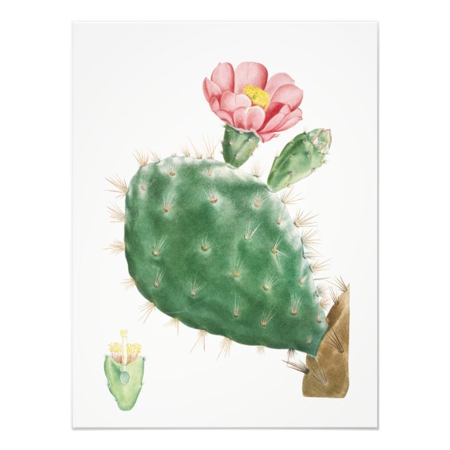 Cactus Cochenillifer, Antik Illustration, 1799  Fototryck (Framsidan)
