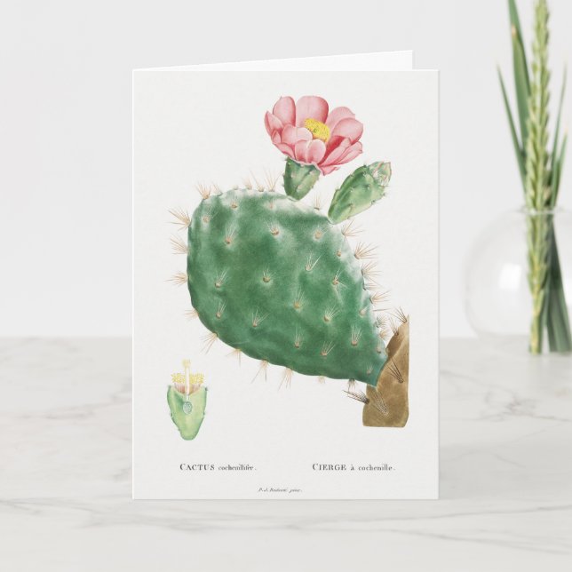 Cactus Cochenillifer, Antik Illustration, 1799  Kort (Framsida)