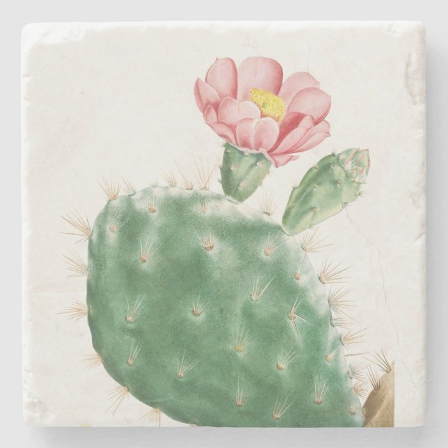 Cactus Cochenillifer, Antik Illustration, 1799  Stenunderlägg (Framsidan)