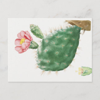 Cactus Cochenillifer, Antik Illustration, 1799 Vykort