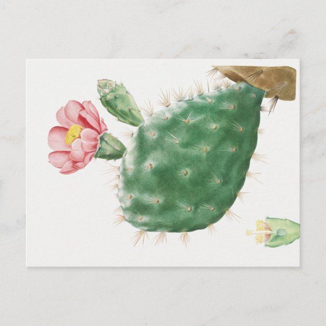 Cactus Cochenillifer, Antik Illustration, 1799  Vykort (Framsida)