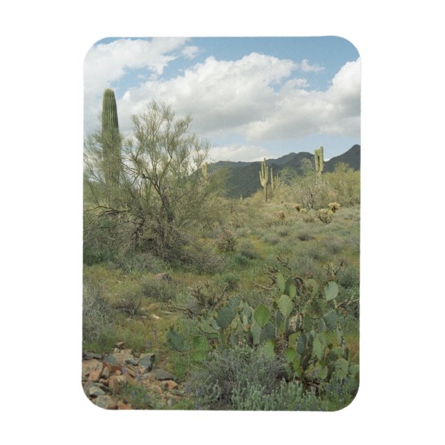 Cactus Coloring Decorative Desert Magnet (Vertikal)