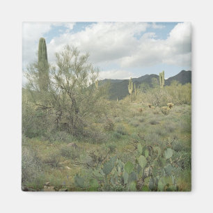 Cactus Coloring Desert Refrigerator Magnet