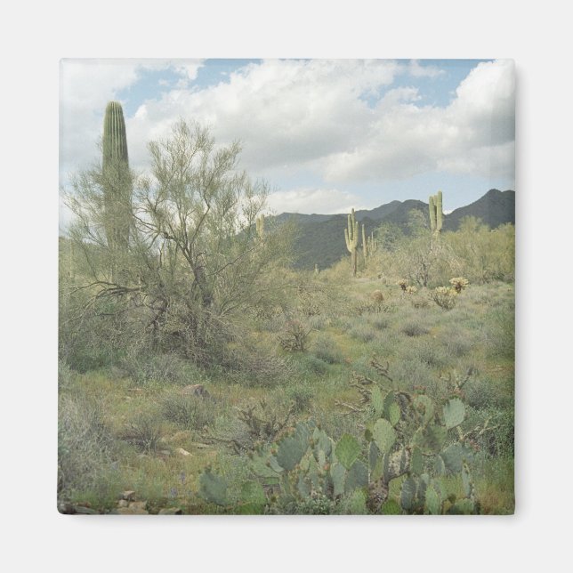 Cactus Coloring Desert Refrigerator Magnet (Framsidan)