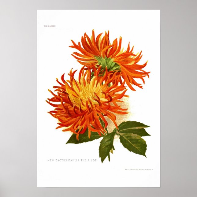 Cactus Dahlia Poster (Framsidan)
