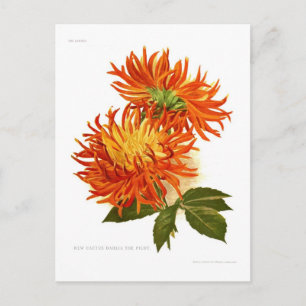Cactus Dahlia Vykort